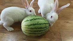 當兔子遇上西瓜｜Cute Rabbits Eat Watermelon