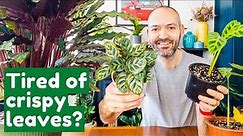 Why Your Calathea’s Leaves Keep Getting Brown Edges | Full Care Guide