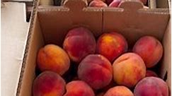 Red Haven and Donut peaches... - The Shed at Garrett Ranches