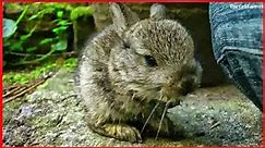CUTE BABY BUNNY ★ Young Wild Rabbit in my Garden