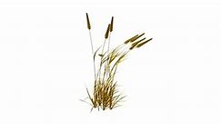 Golden Poaceae Grass Alpha Loop