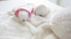 Cutest Paw - Cute baby bunnies... in bunny hideaways!...