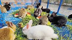 The Cutest Baby Bunnies | Rabbit Babies