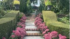 The changing colours of the beautiful Sedum “Autumn Joy” down the brick pathway , this cold snap has really brought out its final stage, brilliant pink | Odettes