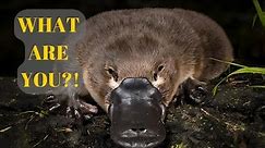 What do we Really know About the Platypus?