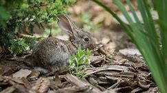 Your Question Answered: What Do You Feed Wild Baby Rabbits?