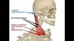 Sternocleidomastoid muscle blood supply and innervation