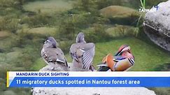 Rare Mandarin Ducks Spotted in Nantou Forest Recreation Area - TaiwanPlus News