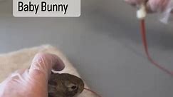 Baby bunnies need to eat frequently. When sick or injured bunnies are reluctant to eat their health will decline rapidly. Enter syringe feeding. This little one was all nommy noms for food 🥰.#wildlife #orphanedanimals #bunny #babybunny #feedingtime #syringefeeding #tubefeeding #appalachianwildlife #rehabilitation #environment #herefortheanimals #donate #rescue #release #westernnorthcarolina #wnc #828 #828isgreat #explorenorthcarolina #thankyou #grateful | Appalachian Wildlife Refuge