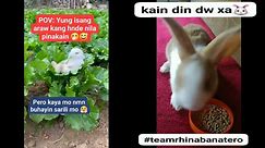 my cute baby bunny🐰🐰 #teamrhinabanatero #fbviral #fbreels #viewers #everyone #followers #followmyreels #bunnies #StarsEverywhere #petlover #notocopyrightinfringementintended #songbelongtotherightfulowner | Anna Mardo Favor