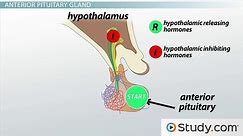 What Is the Pituitary Gland? - Functions, Hormones & Hypothalamus