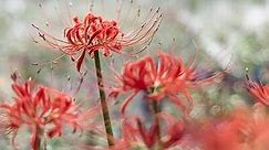 Spider Lily Meaning - Red, Blue, Golden, White(Symbolism)