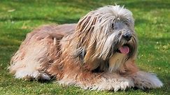 The Ultimate Guide to Tibetan Terriers: Breed Characteristics, Care, and Training Tips