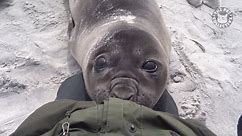 Baby Elephant Seal Encounter