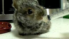 Wild Baby Rabbit Orphan Feeding