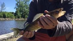 Fox River Bank Fishing in OMRO Wisconsin