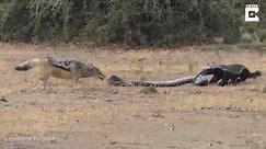 Honey badger, python and jackals filmed in fight as buffalo looks on: 'I've never seen something like this'