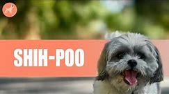 Shih-Poo (Shih Tzu -Toy Poodle Mix): The Ultimate Guide