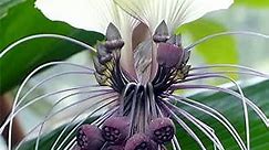 QAUZUY GARDEN 5 White Bat Flower Seeds, Tiger Beard, Cat's Whiskers Seeds - Rare Unique Brilliant Tacca Seeds - Striking Perennial Exotic Tropical Flower - Easy to Grow