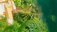 Moringa Leaves #reels #shortvideo #shortsfeed #health #recipe #kitchengarden #organic #indianfood