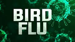Wisconsin DATCP confirms Bird Flu in Taylor County