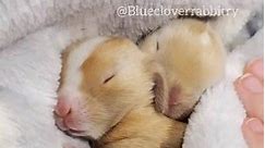 Most adorable baby bunnies EVER.👐↓ - Blue Clover Rabbitry