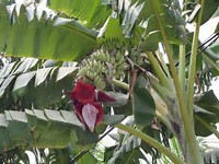 Image result for banana tree