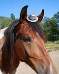 Animal Farm Horse wearing hat