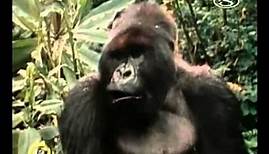 In loving memory of Dian Fossey.