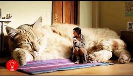 Die größten Katzen der Welt