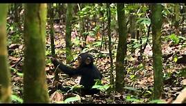 Schimpansen - Trailer 1 (Deutsch) HD