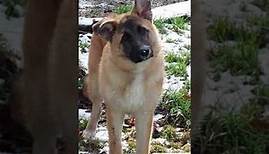 Tierschutz Italien Hundevermittlung Rüde Heman auf seiner Pflegestelle - Zuhause gesucht