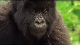 Meet This Family of Mountain Gorillas | Cousins | BBC Earth