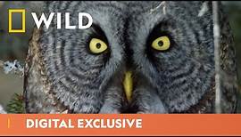 The Great Grey Owl Takes A Deadly Plunge | America The Beautiful | National Geographic WILD UK