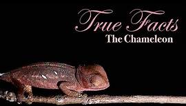 True Facts About The Chameleon