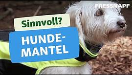 Der Hundemantel – Tipps für den Winter