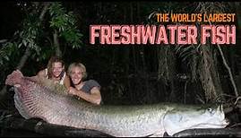 largest freshwater fish in the world - the biggest fish in the river (way bigger than us)