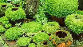 How to Grow Moss Garden Indoor - Moss Garden Indoor Tips