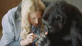 Koko - The Gorilla Who Talks:Battle for Koko