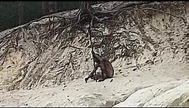 Wolfsmensch im Harz (video)