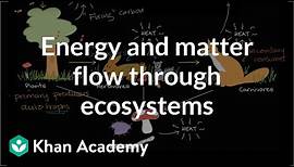 Flow of energy and matter through ecosystems | High school biology | Khan Academy