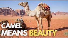 Camels Are Made For Deserts Only? | Camels In The Desert Video