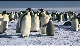 March of the Penguins: Emperor Penguins to the Funeral March of a ...