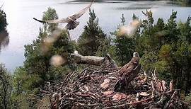 Young Osprey Flies For The First Time - (Loch of the Lowes Webcam 2023)