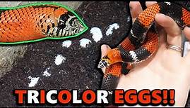 Our Tricolor Hognose Laid Eggs! *New Species for Us!*