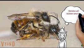 Wildbienenarten bestimmen: Typische Merkmale von Bienen am Insektenhotel