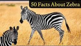 50 facts About Zebra | facts about