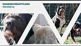 Hundevermittlung - März/April 2023 (Tierheim Hannover TV)