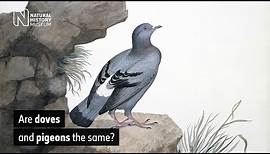 Are doves and pigeons the same? | Natural History Museum