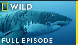 Shark Strike: Tranquility to Terror (Full Episode) | When Sharks Attack